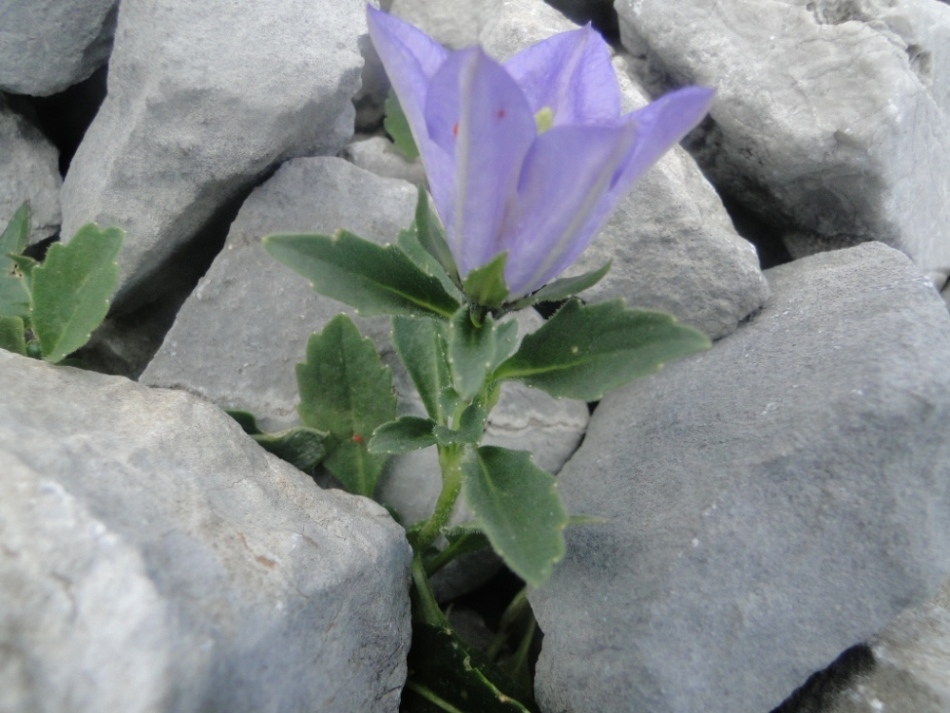 Campanula raineri / Campanula dell''arciduca